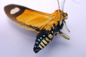 Ormetica contraria peruviana A1 ♂