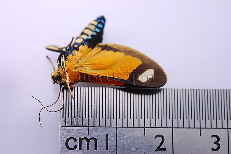 Ormetica contraria peruviana A1 ♂ - Image 2