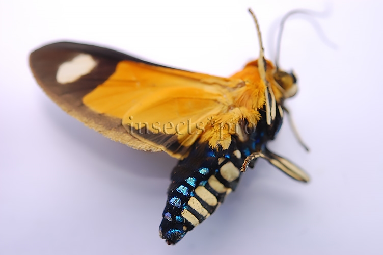 Ormetica contraria peruviana A1 ♂ - Image 3