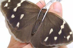 Dynastor darius A1 ♀