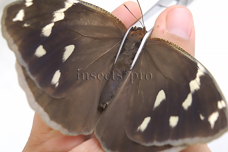 Dynastor darius A1 ♀