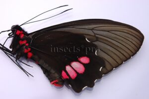 Parides vertumnus bogotanus A1 ♀ ABERRATION*