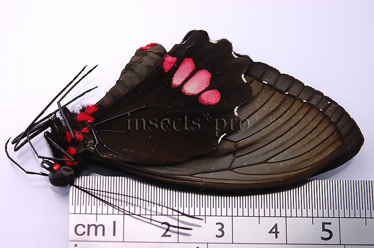 Parides vertumnus bogotanus A1 ♀ ABERRATION* - Image 2