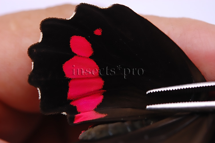 Parides vertumnus bogotanus A1 ♀ ABERRATION* - Image 3