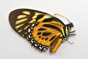 :::BULK SALE:::: Pterourus zagreus chrysoxanthus A1 ♀ TIGER BUTTERFLY