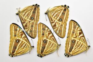 :::BULK SALE:::: Morpho zephyritis zephyritis A1/A1- ♂ GOOD PRICE