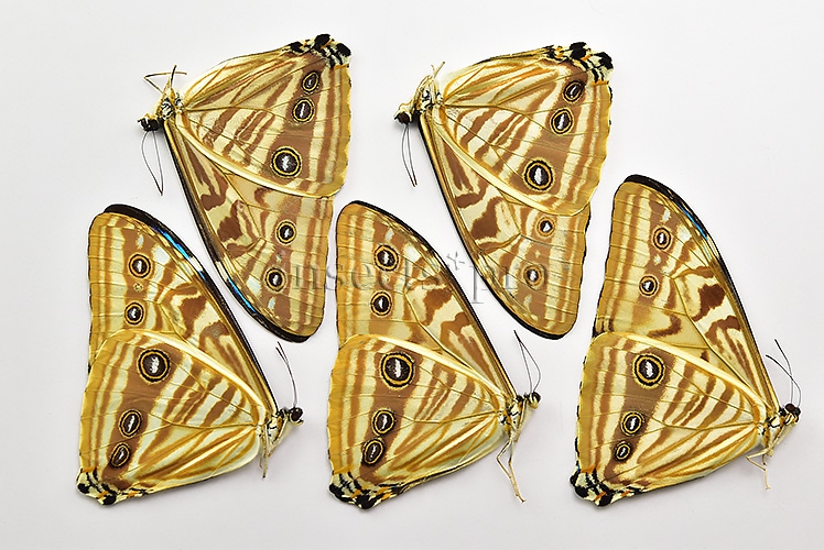 :::BULK SALE:::: Morpho zephyritis zephyritis A1 ♂