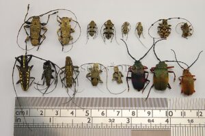 Cerambycidae spp. A1 ♂♀ SET of 16 sp.
