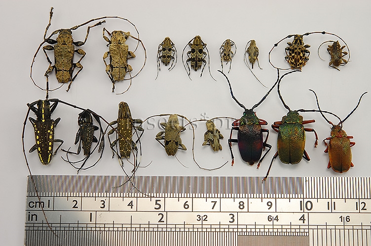 Cerambycidae spp. A1 ♂♀ SET of 16 sp.