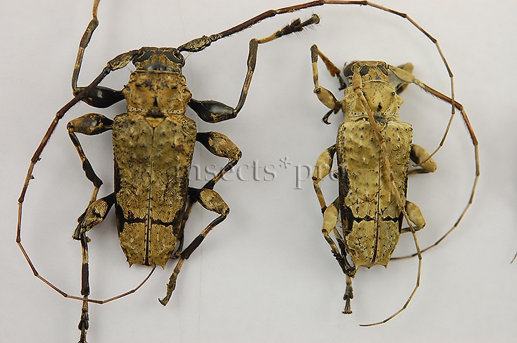 Cerambycidae spp. A1 ♂♀ SET of 16 sp. - Image 2