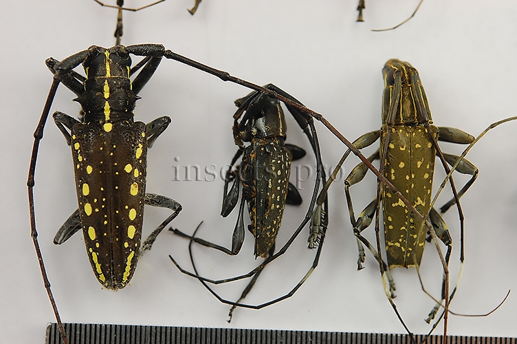Cerambycidae spp. A1 ♂♀ SET of 16 sp. - Image 3