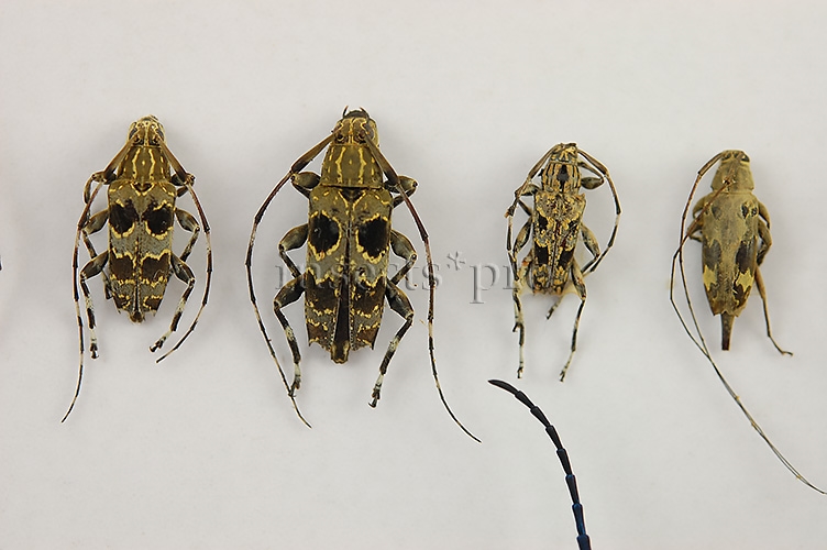Cerambycidae spp. A1 ♂♀ SET of 16 sp. - Image 4