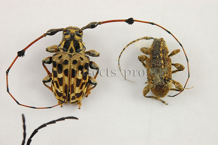 Cerambycidae spp. A1 ♂♀ SET of 16 sp. - Image 5
