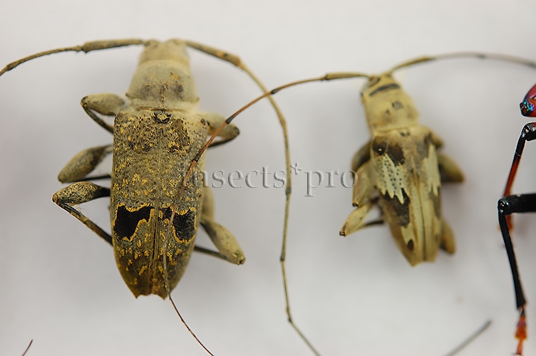 Cerambycidae spp. A1 ♂♀ SET of 16 sp. - Image 6