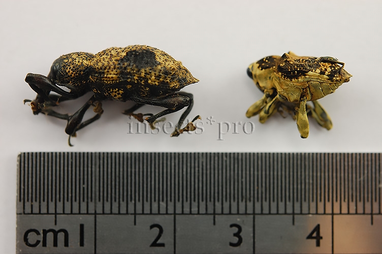 Curculionidae spp. A1 ♂♀ SET of 3 sp.
