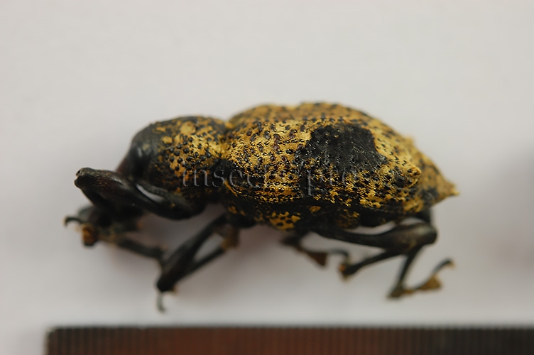 Curculionidae spp. A1 ♂♀ SET of 3 sp. - Image 2