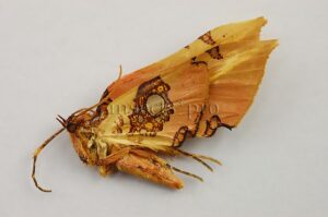 Lepidoptera spp. A1 ♂