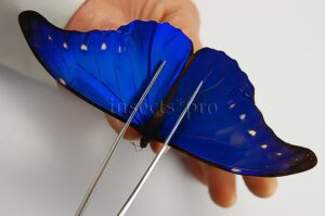 Morpho rhetenor cacica ♂