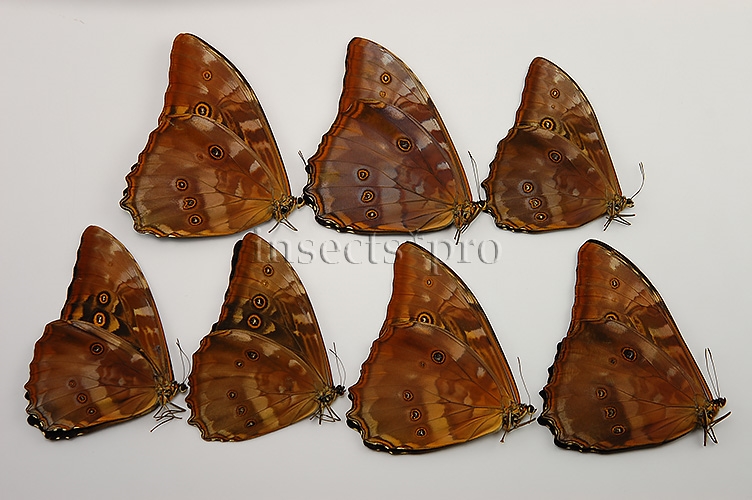 Morpho telemachus martini ♂ SOUTH-PERU SET of 7 sp.