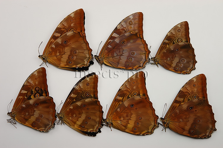 Morpho telemachus martini ♂ SOUTH-PERU SET of 7 sp. - Image 2