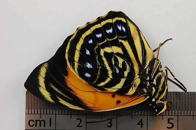 Agrias amydon zenodorus A1 ♂ RARE FORM FROM MARAÑON AREA - Image 5