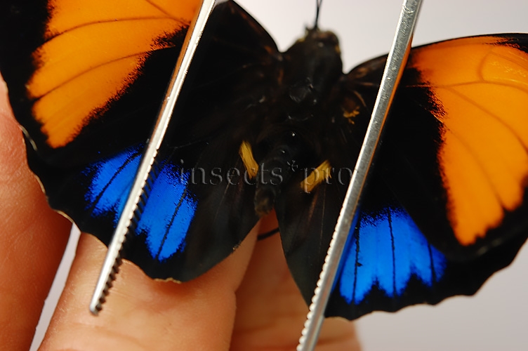 Agrias amydon zenodorus A1 ♂ RARE FORM FROM MARAÑON AREA - Image 3
