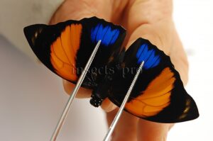 Agrias amydon zenodorus A1 ♂ RARE FORM FROM MARAÑON AREA