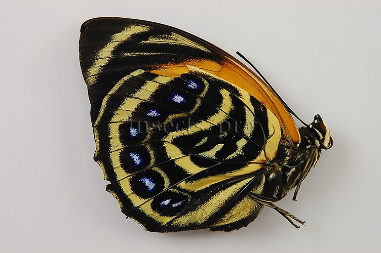 Agrias amydon zenodorus ♀ RARE FORM FROM MARAÑON AREA - Image 2