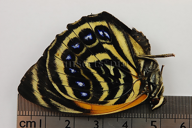Agrias amydon zenodorus ♀ RARE FORM FROM MARAÑON AREA - Image 3