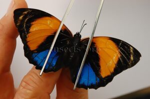 Agrias amydon zenodorus ♀ RARE FORM FROM MARAÑON AREA