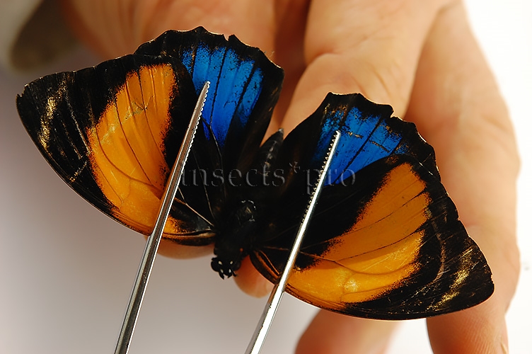 Agrias amydon zenodorus ♀ RARE FORM FROM MARAÑON AREA - Image 4