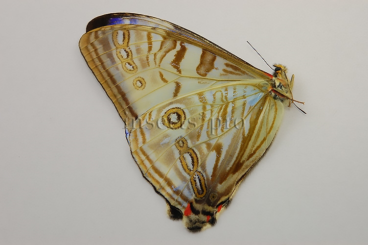 Morpho sulkowskyi nieva ♂ - Image 2