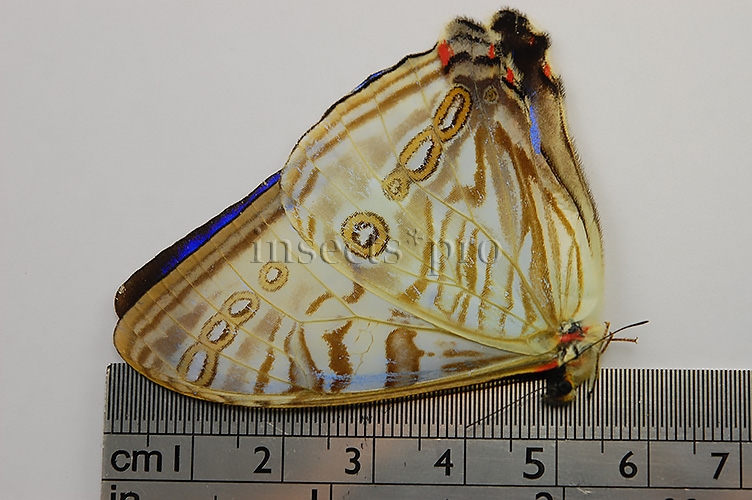 Morpho sulkowskyi nieva ♂ - Image 3