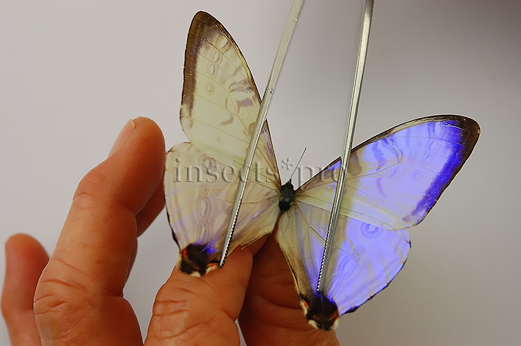 Morpho sulkowskyi nieva ♂