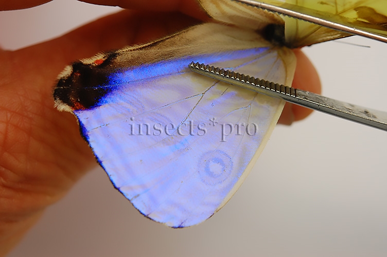 Morpho sulkowskyi nieva ♂ - Image 4