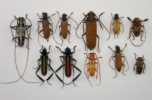 Cerambycidae spp. A1 ♂♀ MIXED SET of 11 sp.
