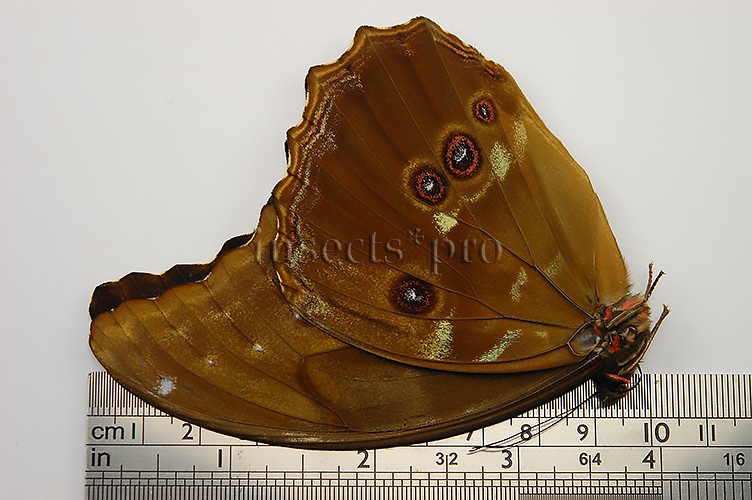 Morpho godartii tingomariensis ♂ ABERRATION* NO OCELLI ON FW - Image 2