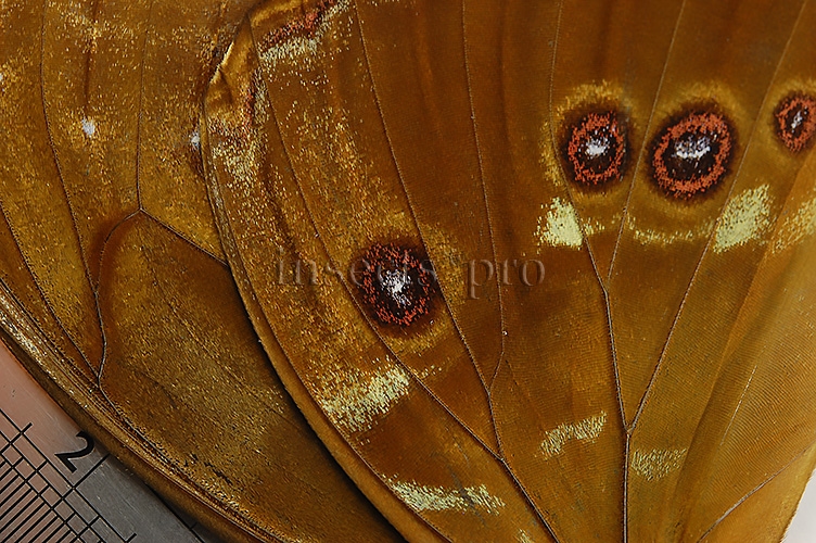 Morpho godartii tingomariensis ♂ ABERRATION* NO OCELLI ON FW - Image 3