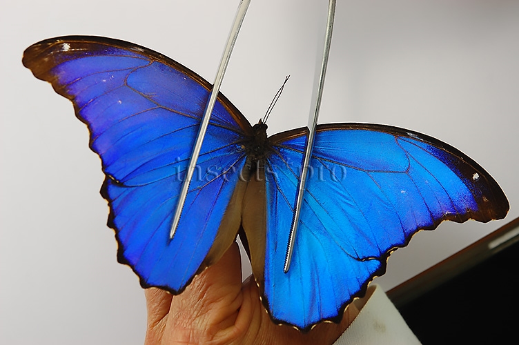 Morpho godartii tingomariensis ♂ ABERRATION* NO OCELLI ON FW - Image 4