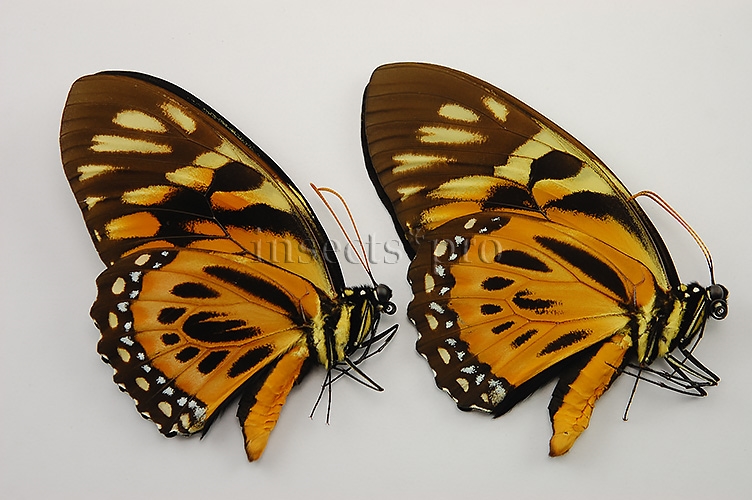 Pterourus zagreus chrysoxanthus A1 ♂ SET of 2 sp.