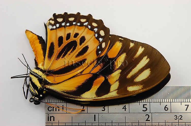 Pterourus zagreus chrysoxanthus A1 ♂ SET of 2 sp. - Image 2