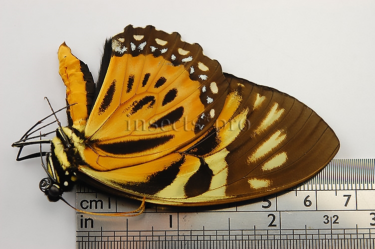 Pterourus zagreus chrysoxanthus A1 ♂ SET of 2 sp. - Image 3