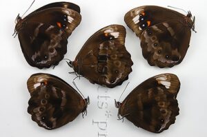 Pronophila unifasciata kennethi A1 ♂ SET of 5 sp.