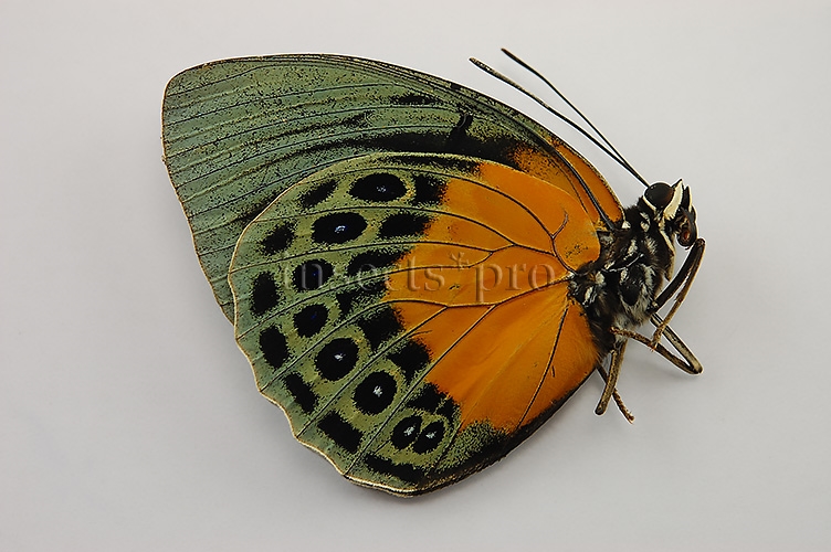 Agrias beatifica stuarti A1 ♀ - Image 2