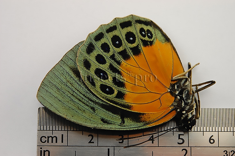 Agrias beatifica stuarti A1 ♀ - Image 3