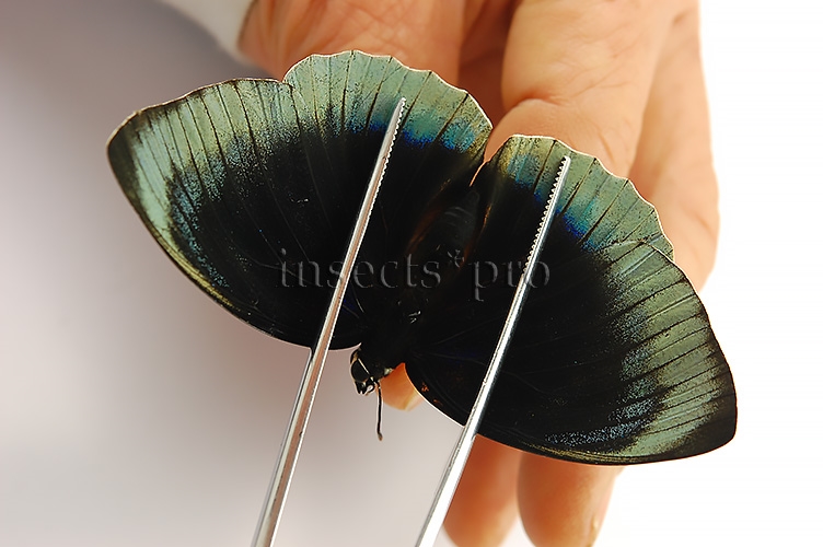 Agrias beatifica stuarti A1 ♀