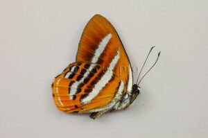 Euselasia uzita A1 ♂