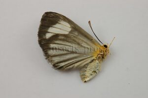 Riodinidae spp. ♀ RARE