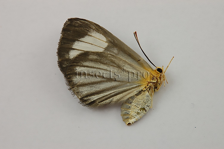 Riodinidae spp. ♀ RARE