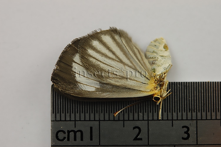 Riodinidae spp. ♀ RARE - Image 2